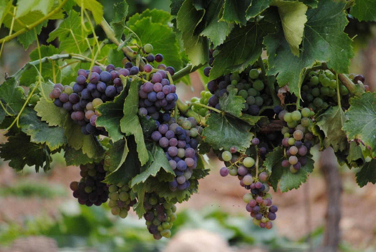 Photo of a grapevine with purple grapes hanging from it