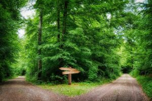 Two diverging forest paths